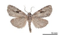 藏品(臺灣帕劍紋夜蛾)的圖片